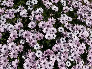 Installation de parterres de fleurs