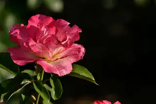 Hélène Portfolio 1