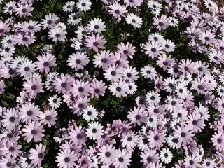 Installation de parterres de fleurs